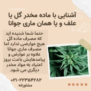 ماده مخدر گل و نحوه استفاده از ماریجوانا